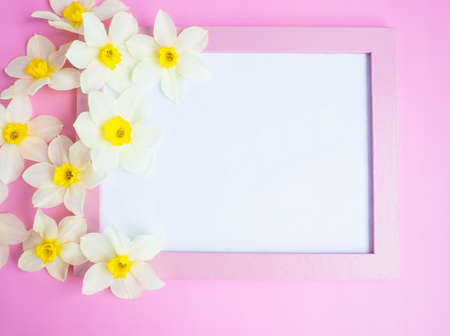 white flowers daffodils lie on a pink background around a pink blank frame. copy space