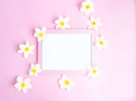 white flowers daffodils lie on a pink background around a pink blank frame. copy spaceの写真素材