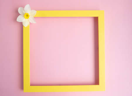 fresh white flowers of daffodils on a pink background with an empty yellow frame. Empty, copywriter. copy spaceの写真素材
