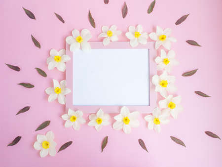 white flowers daffodils lie on a pink background around a pink blank frame. copy space