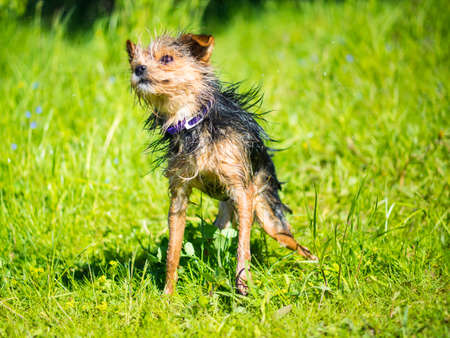 Yorkshire terrier after swimming in the lake shakes off the waterの写真素材