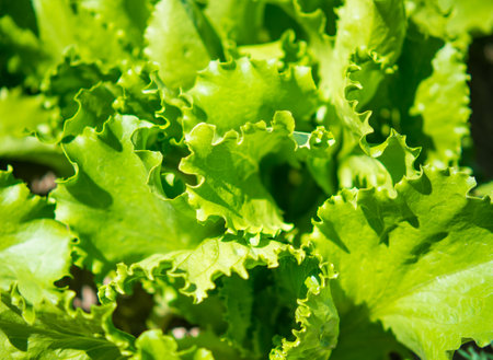 background of fresh lettuce leaves in a farmer's vegetable gardenの写真素材