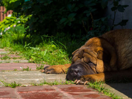 cute old shar pei resting in the shade on a sunny summer day.cute dogの写真素材