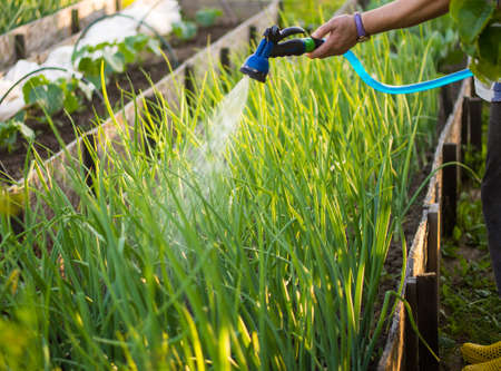Watering vegetables in the garden with a watering hose, vegetable garden. gardening concept