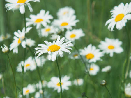 White bright chamomile flowers against the background of a summer landscape. wildflowers outdoors closeupの写真素材