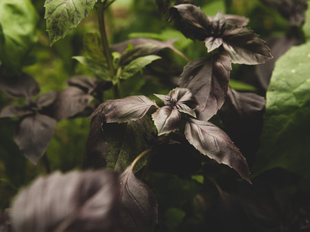 Basil purple sprouts in a greenhouse. homemade greensの写真素材