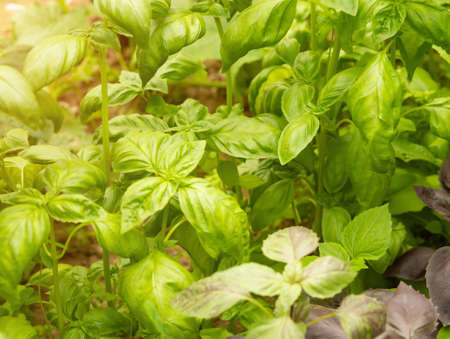 Green fresh basil leaves on a garden bed in a greenhouseの写真素材