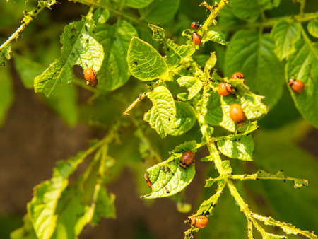 close-up of the Colorado potato beetle and larvae on green potato leaves. pest control