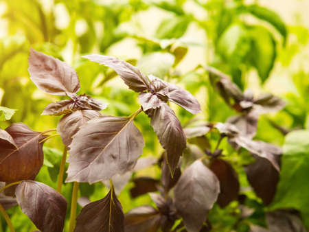 Basil purple sprouts in a greenhouse. homemade greensの写真素材