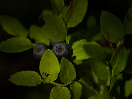 Common blueberry (Vaccinium myrtillus). Close-up of a blueberry bush with ripe berries in the forestの写真素材