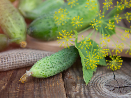Cucumber on dark wood table texture background. Cucumbers for salads or canning. summer vegetables. Organic farming in the village.の写真素材