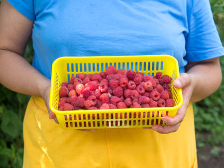 the girl collects raspberries. picking berries in the garden, eco friendly healthy food natural berriesの写真素材