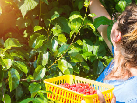 the girl collects raspberries. picking berries in the garden, eco friendly healthy food natural berriesの写真素材