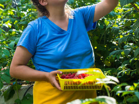 the girl collects raspberries. picking berries in the garden, eco friendly healthy food natural berriesの写真素材