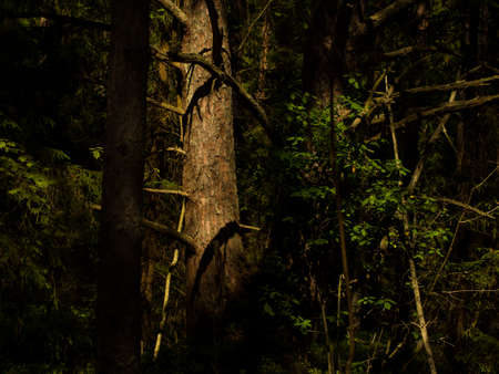 spruce forest with moss and ferns, eco tourism in the north in the forestの写真素材
