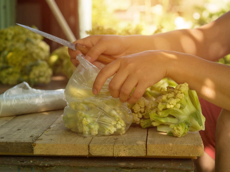 the girl cuts the harvest of cauliflower with a knife into pieces, for freezing for the winterの写真素材