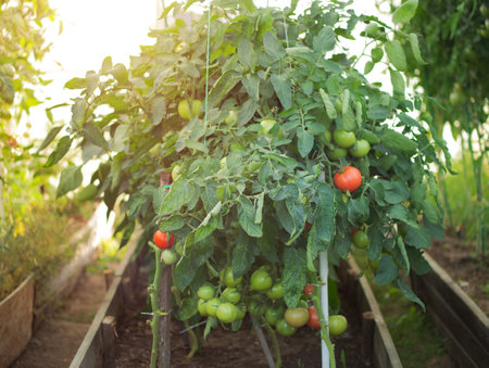 tomatoes ripen in a greenhouse in the countryの写真素材