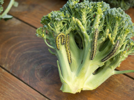 Caterpillars of cabbage butterfly larvae eat cabbage leaves. Pests in garden plots.