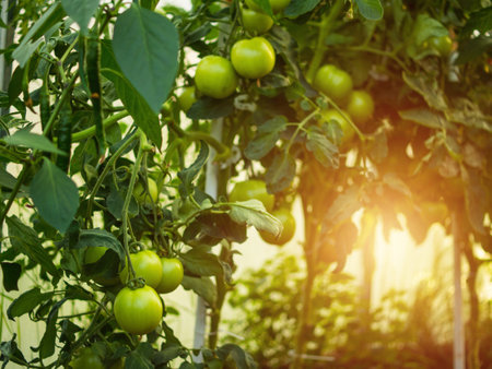 tomatoes ripen in a greenhouse in the countryの写真素材