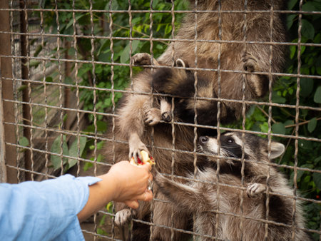 A raccoon in a cage asks for food and freedom. Zoo animals behind bars of a fence. Sad raccoon with...
