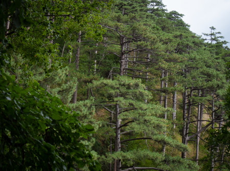 gloomy old pine forest. for background and text
