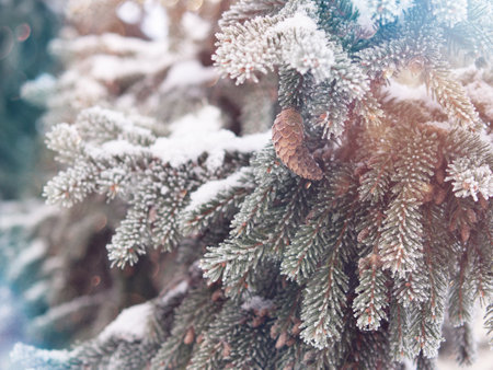 spruce branch with a cone in the frostの写真素材