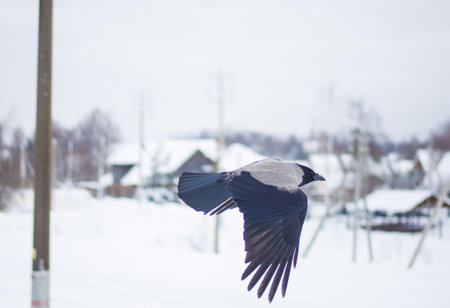 crow bird in flight, crow flapping its wings