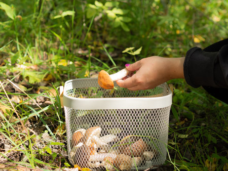 mother and daughter picking mushrooms in the forestの写真素材