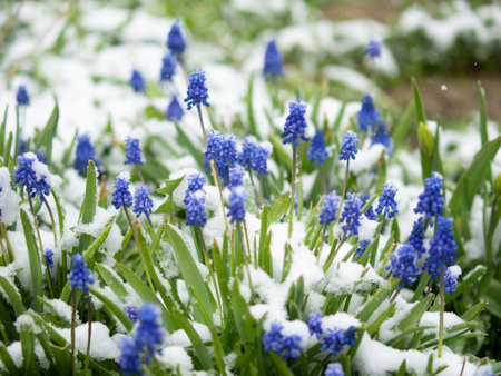 spring flowers covered with snow, cold summerの写真素材