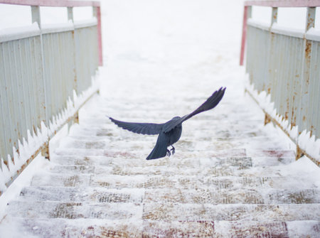 crow bird in flight, crow flapping its wingsの写真素材