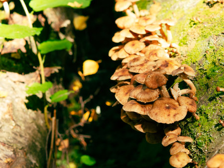 delicious edible mushrooms honey mushrooms grow on a treeの写真素材