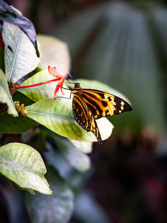 Butterfly on a green leaf in the garden. Butterfly in nature.の写真素材