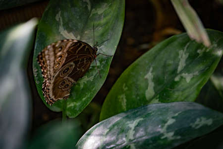 Butterfly on a green leaf in the botanical garden.の写真素材