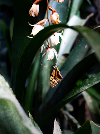 Butterfly on a flower in a botanical garden in Naples, Floridaの写真素材