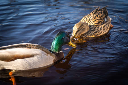 Mallard ducks (Anas platyrhynchos) swimming in the lake.の写真素材