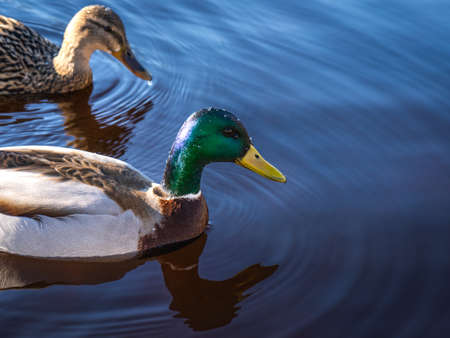 Mallard Duck swimming in a lake. Mallard, lat. Anas platyrhynchosの写真素材