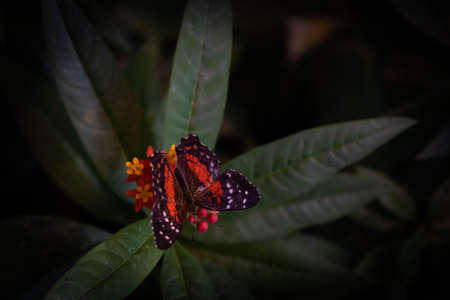Butterfly on a leaf in the garden. Selective focus.の写真素材