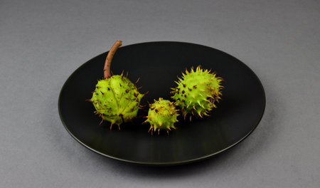 Green chestnuts lie on a black plate