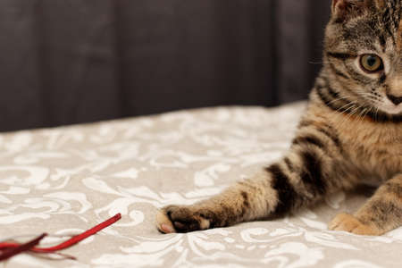 portrait of a cute gray 3-4 month old kitten. kitten playing with a toyの写真素材