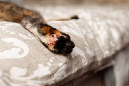 kitten paw close up on the bed