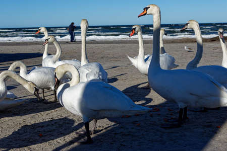 A flock of white swans on the beach on a sunny day. Swans on the sand look in different directions.の写真素材