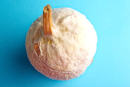 Rotten pumpkin covered with mold.の写真素材