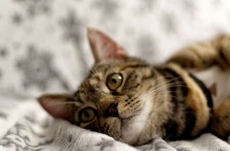 Cute tabby kitten looks at the camera.の写真素材