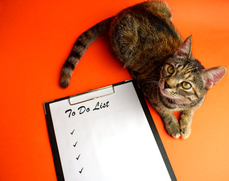To do list. Notepad with a white sheet of paper, next to the cute tabby cat on an orange background. Copy space. Flat lay.の写真素材