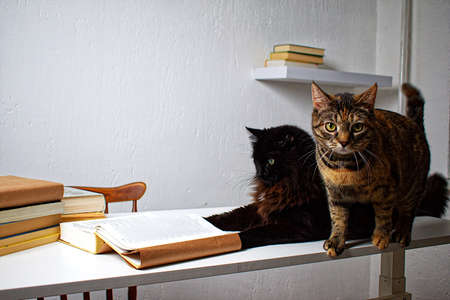Black and tabby cat on a white table next to a stack of books.の写真素材