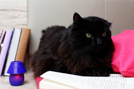The black cat lies on the bed next to the book.の写真素材