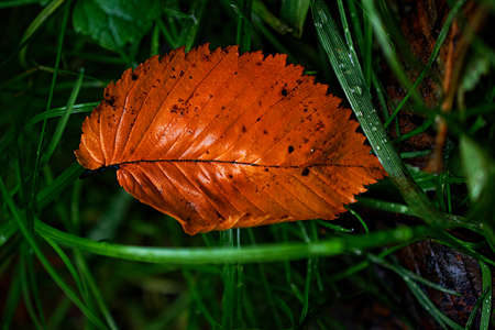 Orange autumn leaf among the grass with dew.