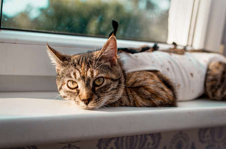Tabby cat in a medical blanket after surgery lies on the windowsill. Kitten netering, protective...