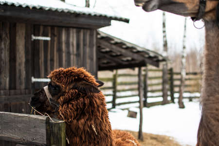 Close-up portrait of the muzzle of a llama in a zoo in winter. Long haired curly brown llama, in Latvia.の写真素材