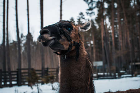 Close-up portrait of the muzzle of a llama in a zoo in winter. Short haired brown llama, in Latvia.